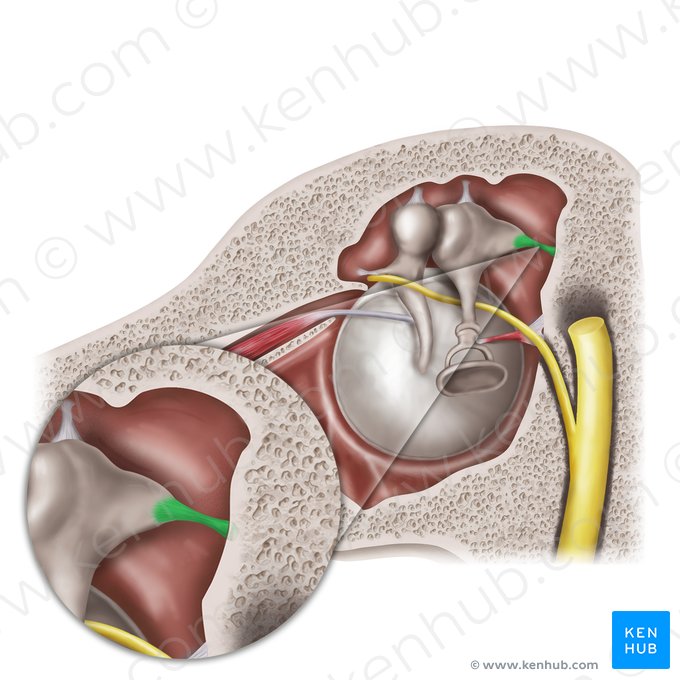 Posterior ligament of incus (Ligamentum posterius incudis); Image: Mao Miyamoto