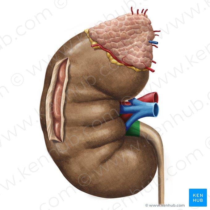 Pelve renal (Pelvis renalis); Imagem: Irina Münstermann