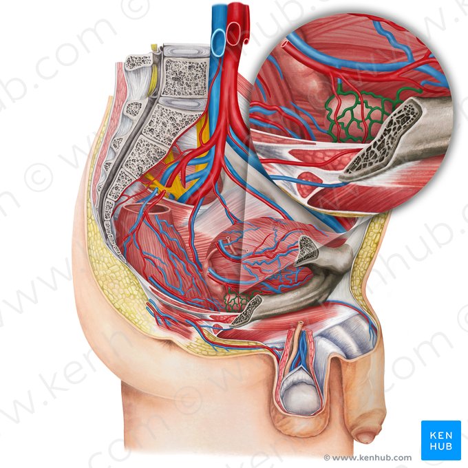 Prostatic venous plexus (Plexus venosus prostaticus); Image: Irina Münstermann