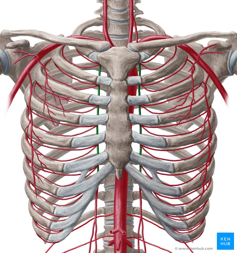 Internal thoracic artery (Arteria thoracica interna)