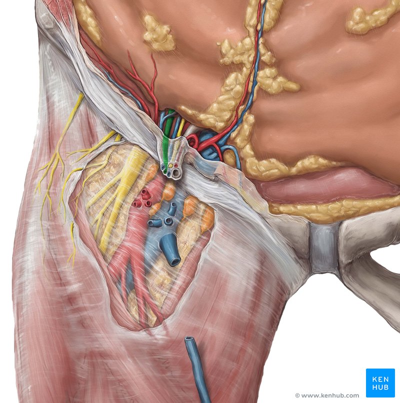 Artéria testicular (Vista ventral)