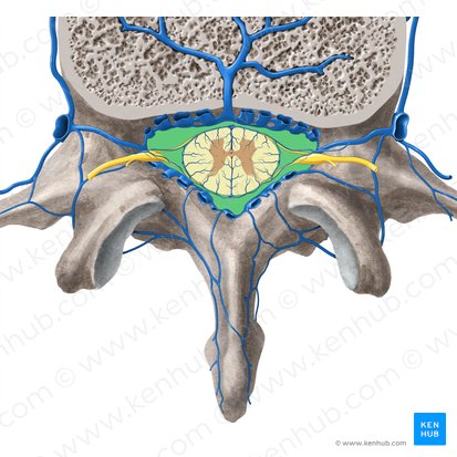 Vertebral foramen (Foramen vertebrale); Image: Paul Kim