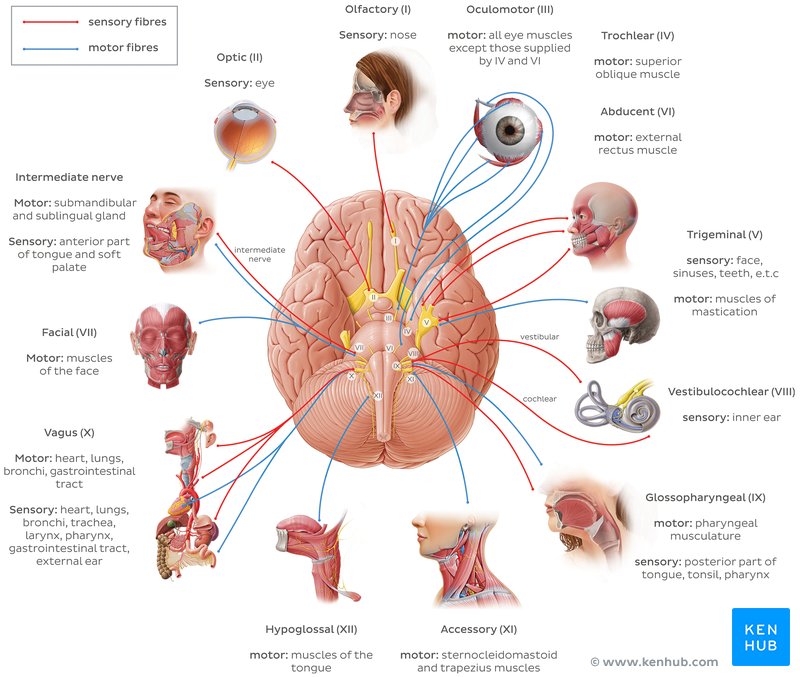 Cranial nerves (diagram)