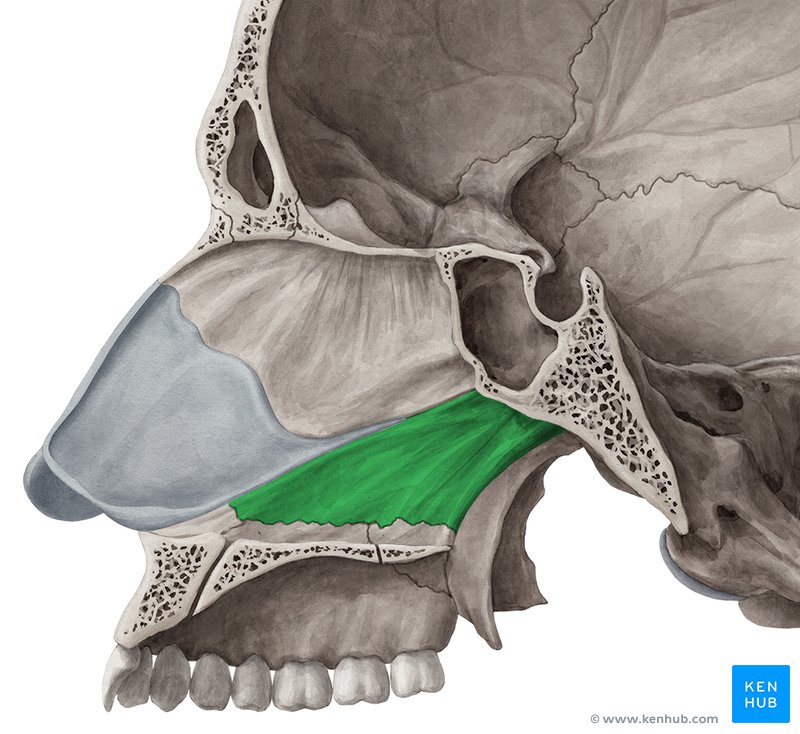 Vomer - medial view