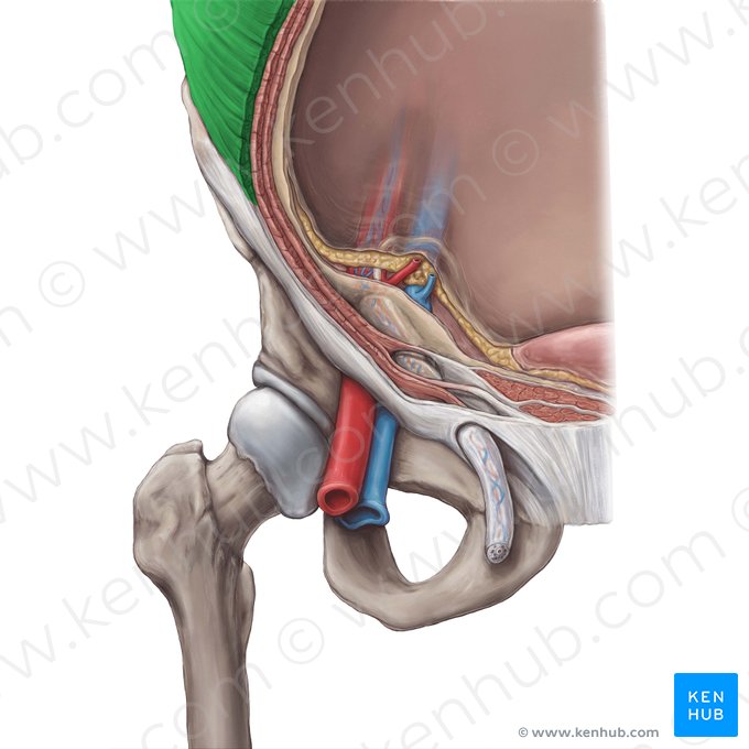 External abdominal oblique muscle (Musculus obliquus externus abdominis); Image: Hannah Ely
