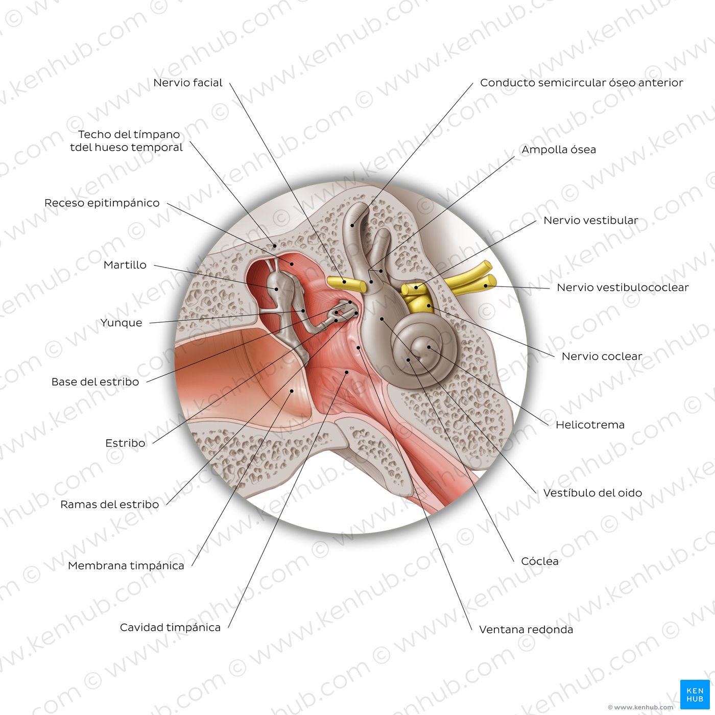 Anatomía del oído medio: Sección coronal