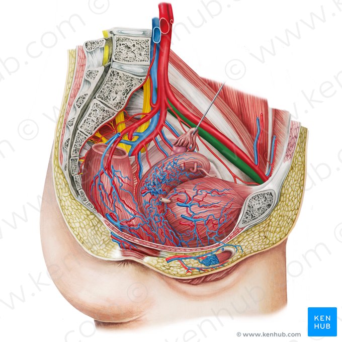 Left external iliac vein (Vena iliaca externa sinistra); Image: Irina Münstermann