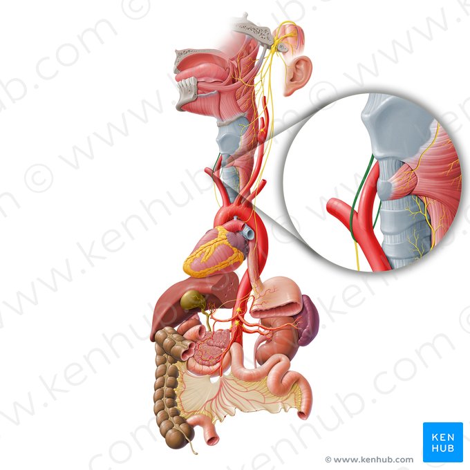 Right recurrent laryngeal nerve (Nervus laryngeus recurrens dexter); Image: Paul Kim