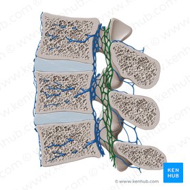 Plexo venoso vertebral posterior interno (Plexus venosus vertebralis internus posterior); Imagem: Paul Kim