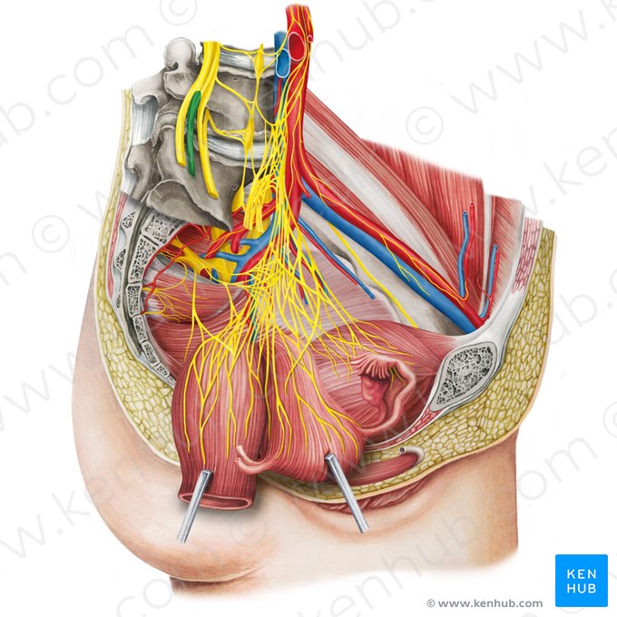 Ramos anteriores dos nervos lombares (Rami anteriores nervorum lumbalium); Imagem: Irina Münstermann