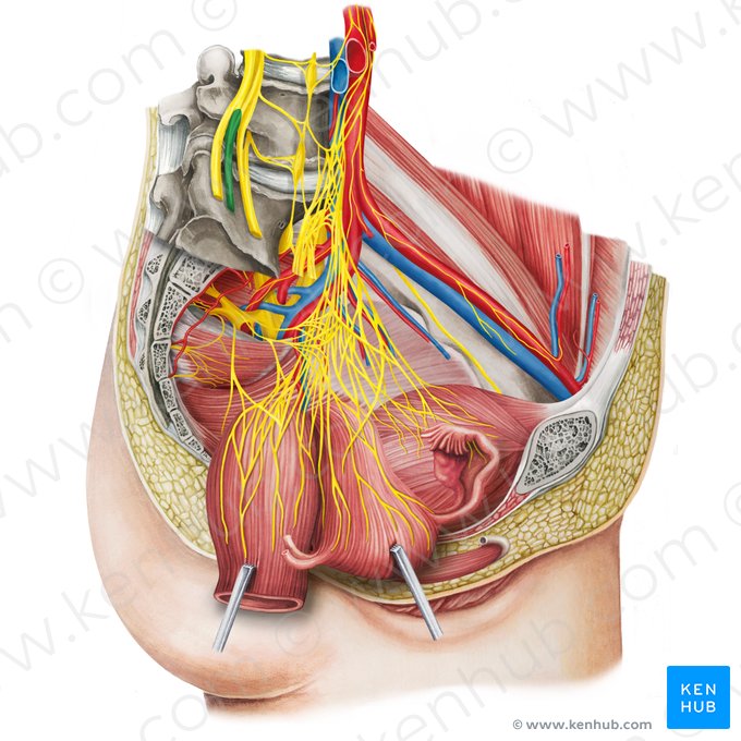 Rami anteriores nervorum lumbalium (Vordere Äste der Lendennerven); Bild: Irina Münstermann