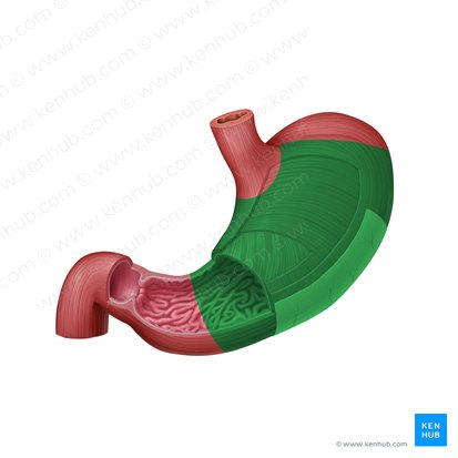 Cuerpo gástrico (Corpus gastris); Imagen: Paul Kim