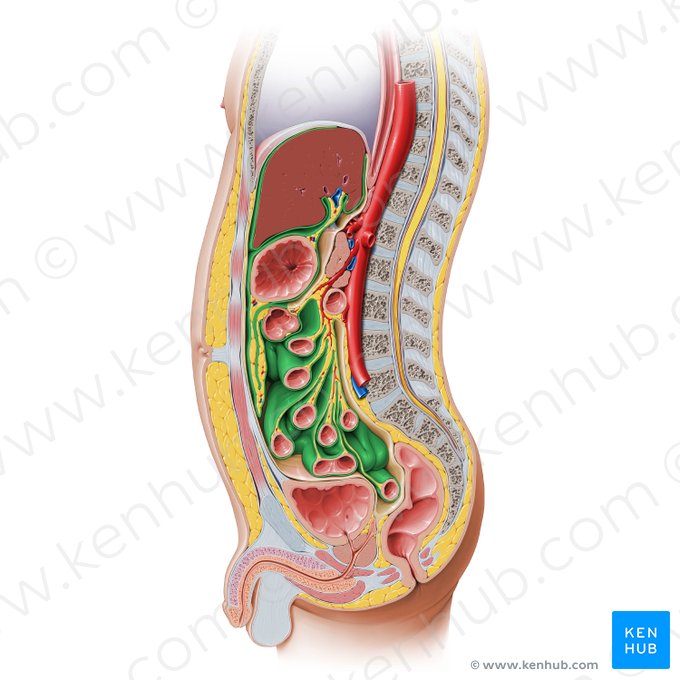 Visceral peritoneum (Peritoneum viscerale); Image: Paul Kim