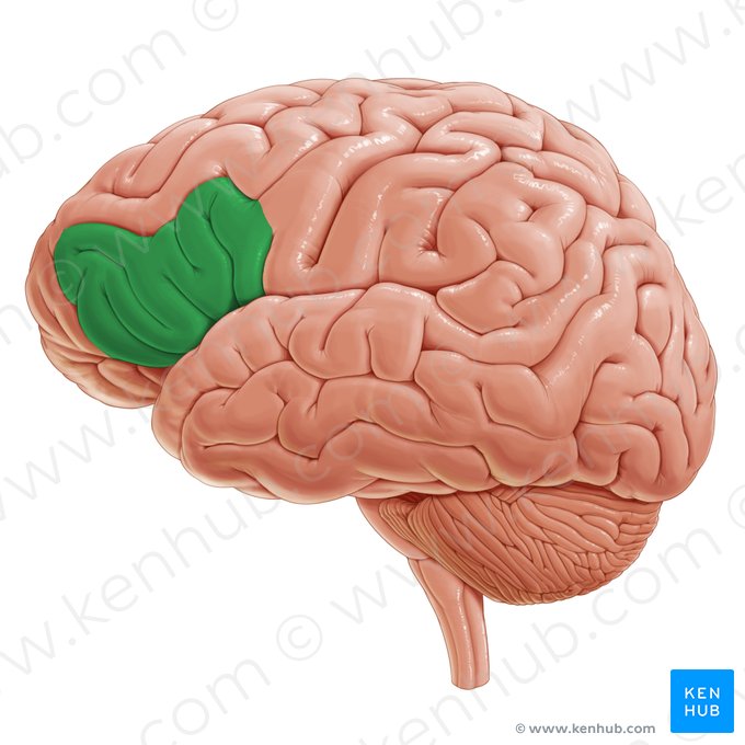 Gyrus frontal inférieur (Gyrus frontalis inferior); Image : Paul Kim