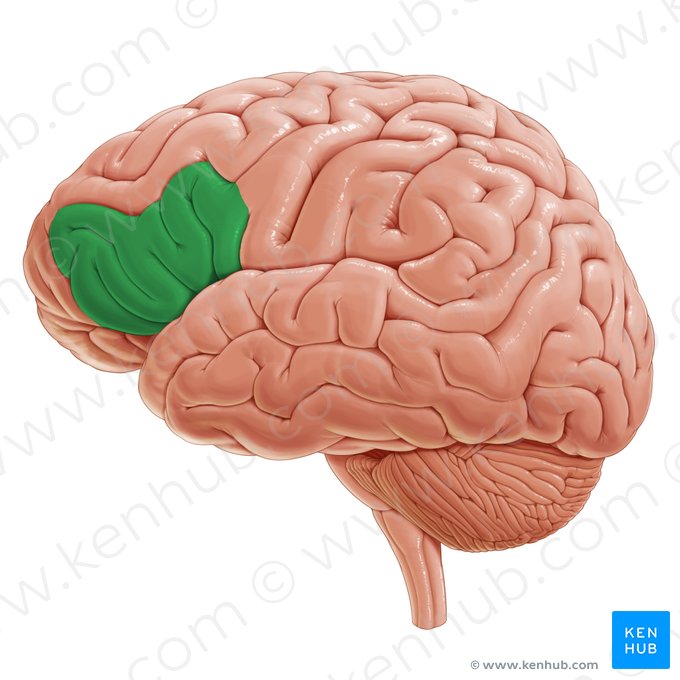 Gyrus frontalis inferior (Untere Stirnwindung); Bild: Paul Kim