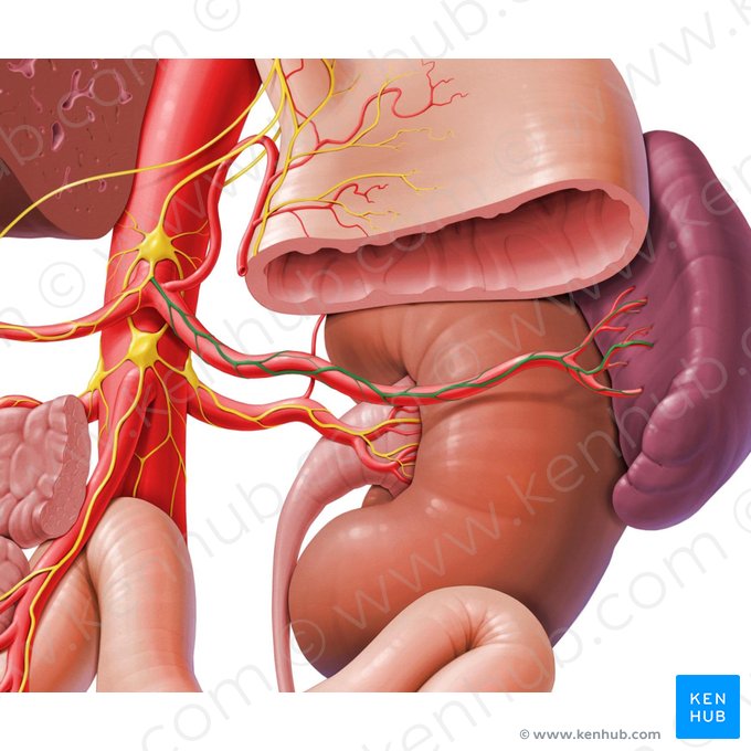 Splenic plexus (Plexus splenicus); Image: Paul Kim