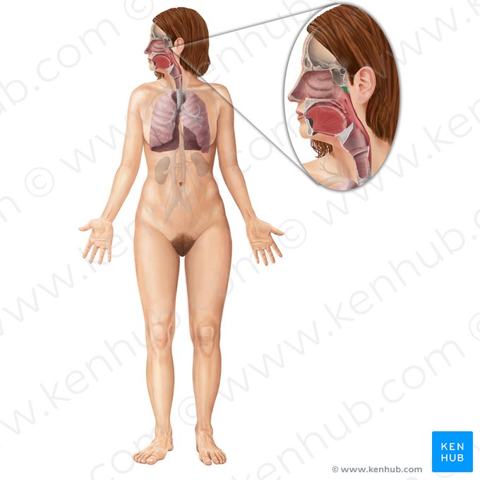 Pharyngeal tonsil (Tonsilla pharyngea); Image: Begoña Rodriguez