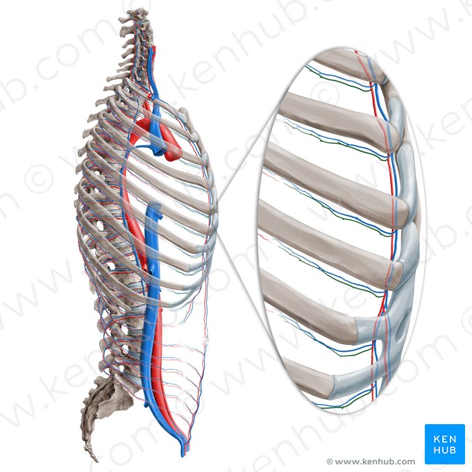Artéria intercostal anterior (Arteria intercostalis anterior); Imagem: Paul Kim