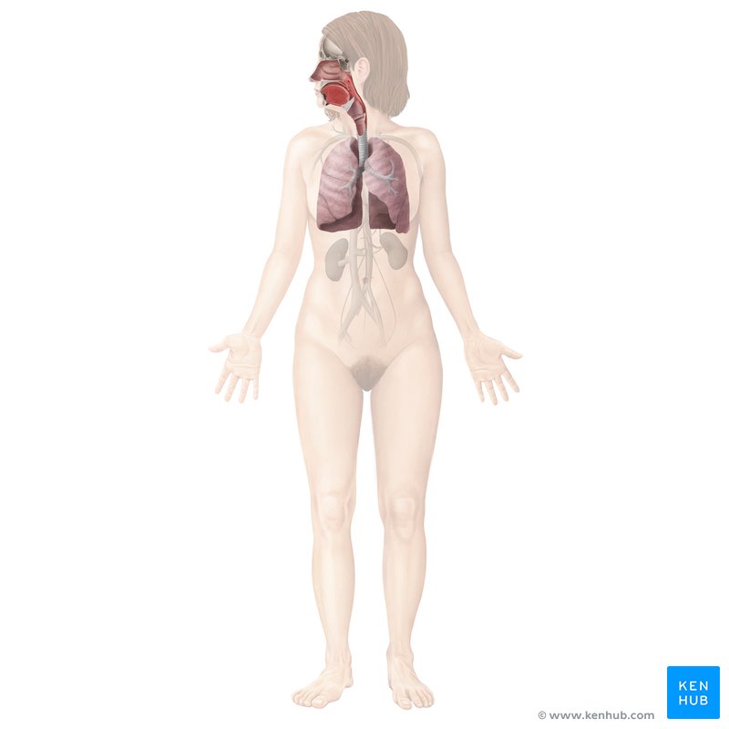 Diagrammatic representation of the respiratory system, including the nasal cavity, larynx, tracheobronchial tree and the lungs, superimposed onto a female figure.