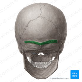 Linha nucal superior (Linea nuchalis superior ossis occipitalis); Imagem: Yousun Koh