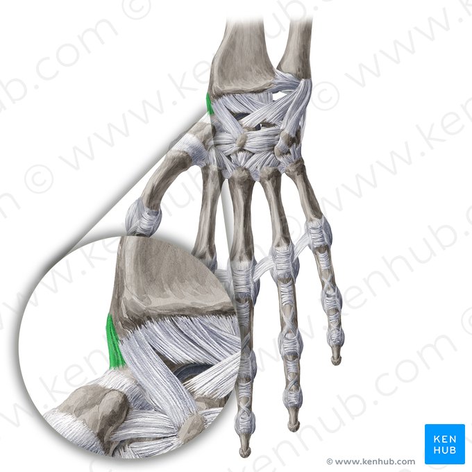 Ligamentum collaterale radiale carpi (Speichenseitiges Kollateralband des Handgelenks); Bild: Yousun Koh