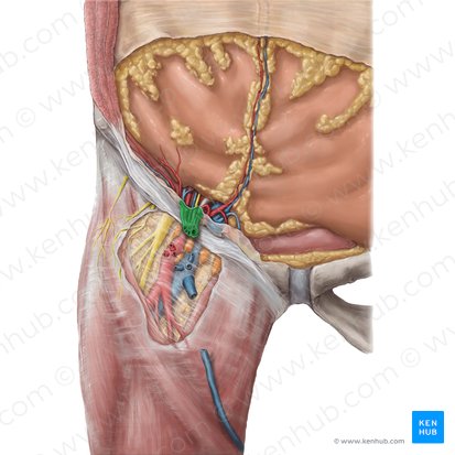 Spermatic cord (Funiculus spermaticus); Image: National Library of Medicine