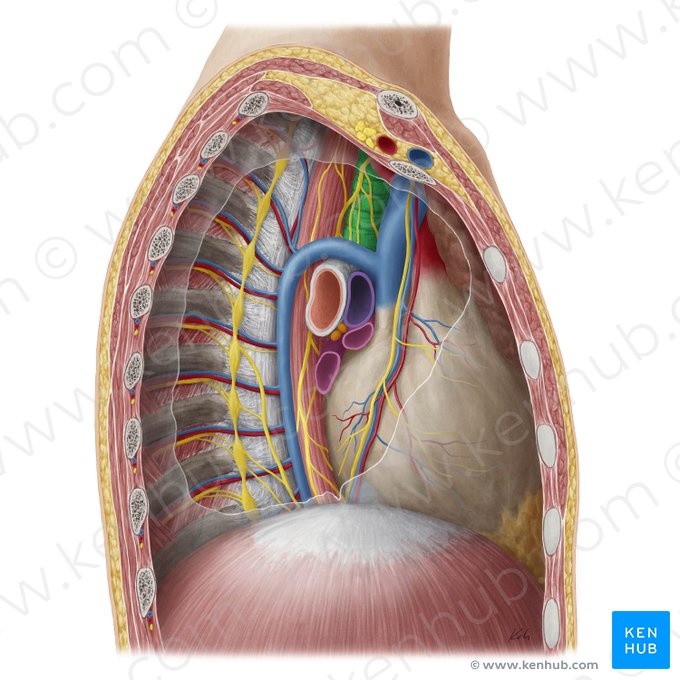 Traqueia (Trachea); Imagem: Yousun Koh