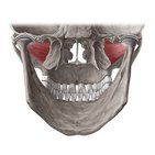 Lateral pterygoid muscle