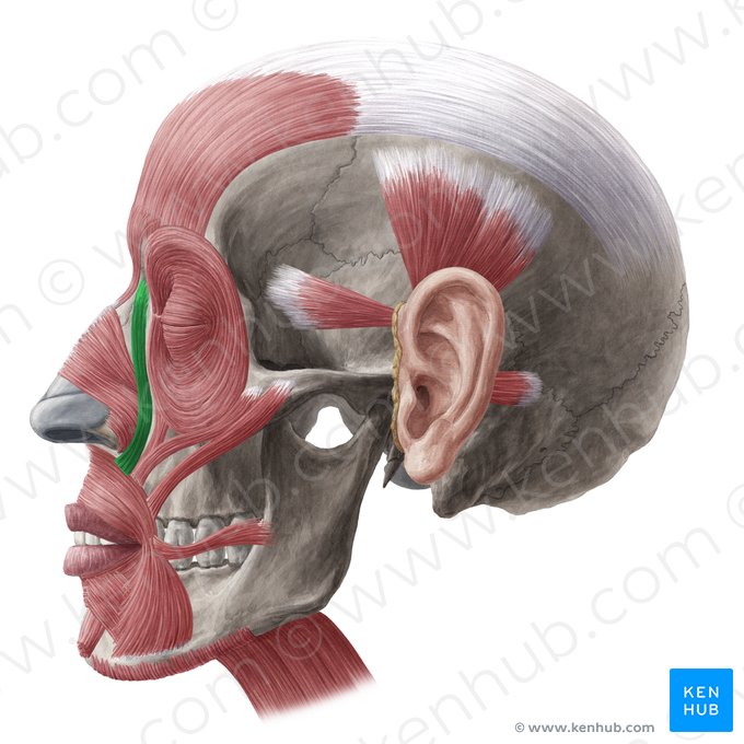 Musculus levator labii superioris alaeque nasi (Oberlippen- und Nasenflügelheber); Bild: Yousun Koh