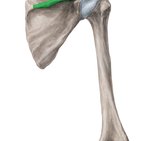 Spine of scapula