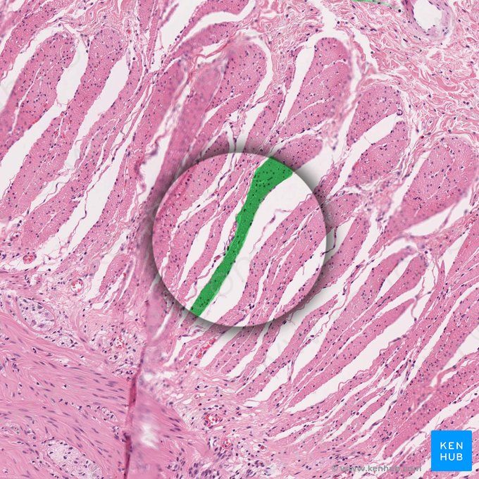 Faisceau de muscle lisse (Fasciculus muscularis levis); Image : 