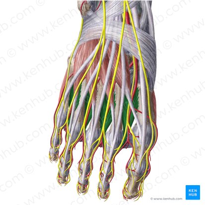 Dorsal interossei muscles of foot (Musculi interossei dorsales pedis); Image: Liene Znotina