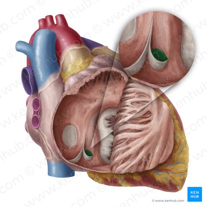 Orificio del seno coronario (Ostium sinus coronarii); Imagen: Yousun Koh