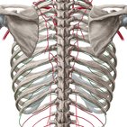 Arteriae intercostales posteriores 