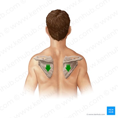 Depresión de la escápula (Depressio scapulae); Imagen: Paul Kim