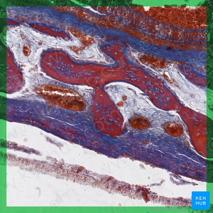 Intramembranous ossification (Ossificatio intramembranacea); Image: 