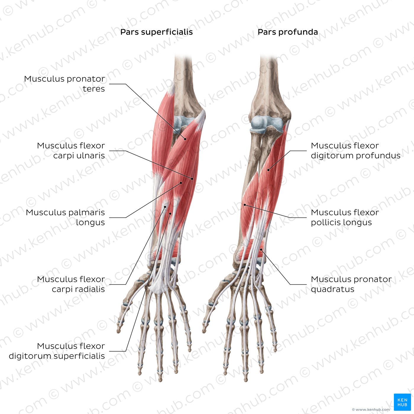 Flexoren des Unterarms