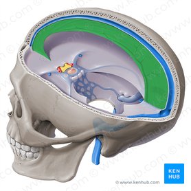 Cerebral falx (Falx cerebri); Image: Paul Kim
