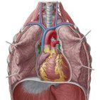 Pulmonary veins