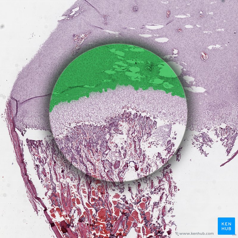 Zone of reserve cartilage - histological slide