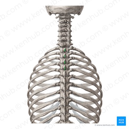 Spinous processes of vertebrae T1-T4 (Processus spinosi vertebrarum T1-T4); Image: Yousun Koh