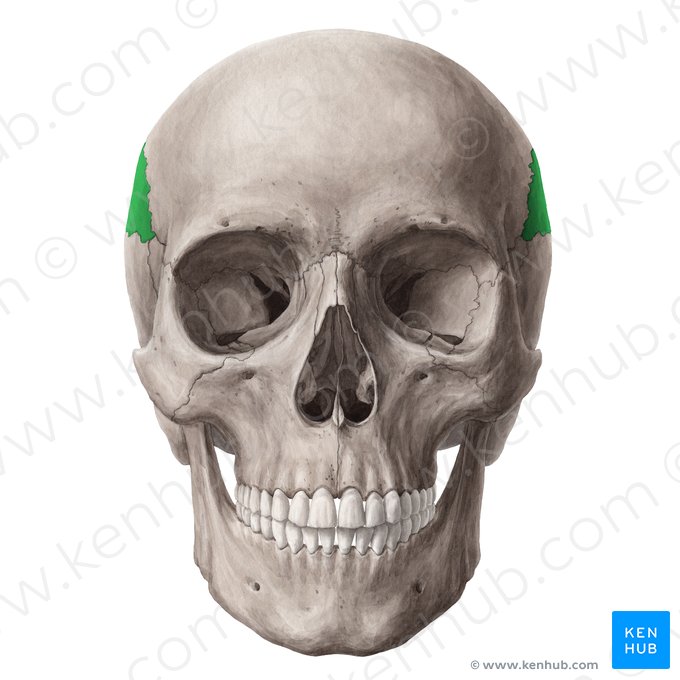 Parietal bone (Os parietale); Image: Yousun Koh