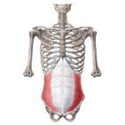 Muscles de la paroi abdominale
