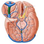 Great cerebral vein of Galen