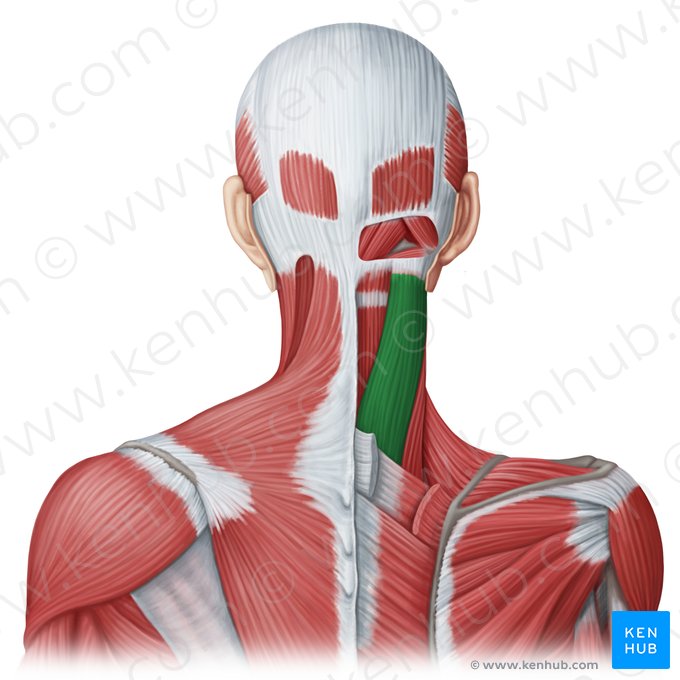 Splenius capitis muscle (Musculus splenius capitis); Image: Irina Münstermann