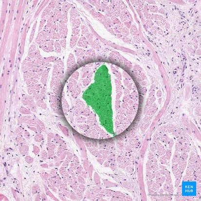 Muscle fascicle (Fasciculus muscularis); Image: 