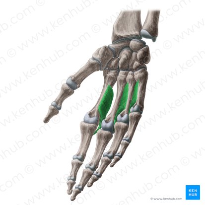 Palmar interossei muscles (Musculi interossei palmares); Image: Yousun Koh