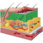 Scalp and hair histology