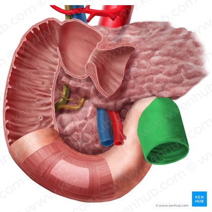 Yeyuno (Jejunum); Imagen: Begoña Rodriguez