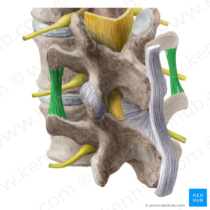 Ligamento intertransversário (Ligamenta intertransversaria); Imagem: Liene Znotina